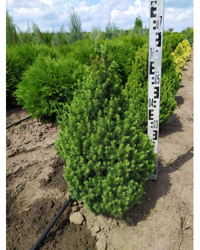 Ялина канадська Коніка Майголд | Picea glauca Conica Maigold | Ель канадская Коника Майголд
