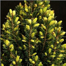 Ялина канадська Коніка Майголд | Picea glauca Conica Maigold | Ель канадская Коника Майголд