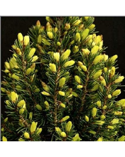 Ялина канадська Коніка Майголд | Picea glauca Conica Maigold | Ель канадская Коника Майголд