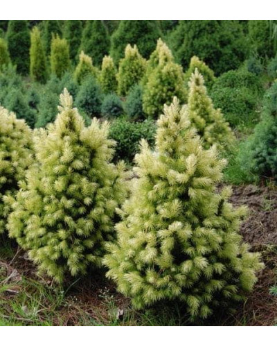 Ялина канадська Коніка Майголд | Picea glauca Conica Maigold | Ель канадская Коника Майголд