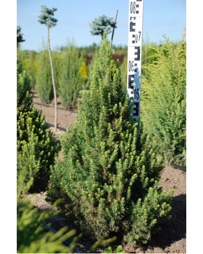 Ялина канадська Коніка Майголд | Picea glauca Conica Maigold | Ель канадская Коника Майголд
