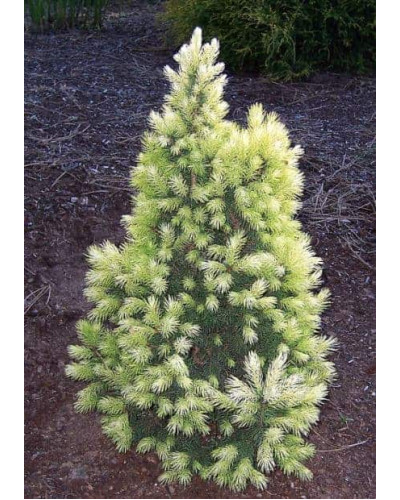 Ялина канадська Коніка Майголд | Picea glauca Conica Maigold | Ель канадская Коника Майголд