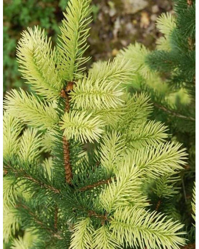 Ялина канадська Коніка Майголд | Picea glauca Conica Maigold | Ель канадская Коника Майголд