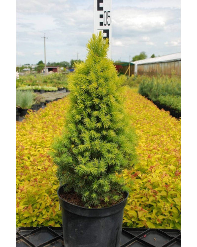 Ялина канадська Коніка Майголд | Picea glauca Conica Maigold | Ель канадская Коника Майголд