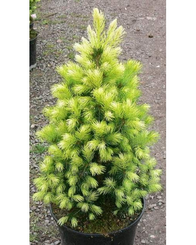 Ялина канадська Коніка Майголд | Picea glauca Conica Maigold | Ель канадская Коника Майголд