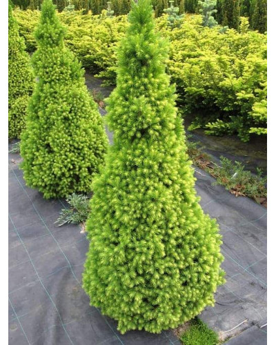 Ялина канадська Коніка Майголд | Picea glauca Conica Maigold | Ель канадская Коника Майголд
