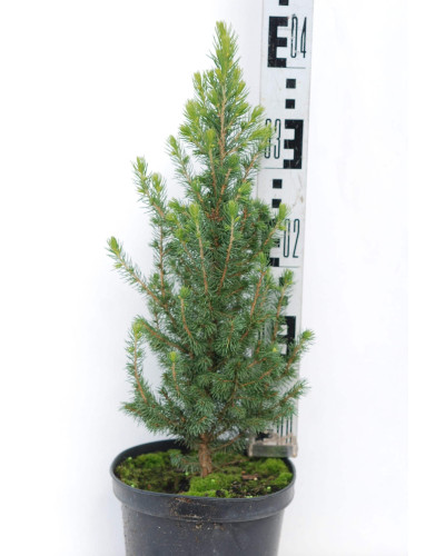 Ялина канадська Коніка Майголд | Picea glauca Conica Maigold | Ель канадская Коника Майголд