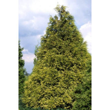 Туя складчаста Зебріна | Туя складчатая Зебрина | Thuja plicata Zebrina