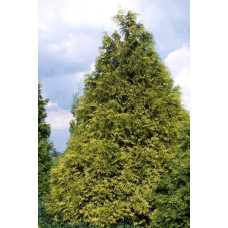 Туя складчаста Зебріна | Туя складчатая Зебрина | Thuja plicata Zebrina
