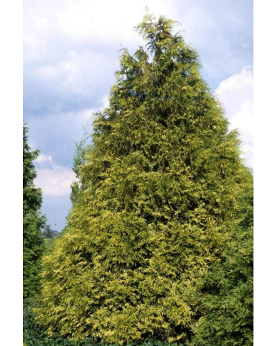 Туя складчаста Зебріна | Туя складчатая Зебрина | Thuja plicata Zebrina