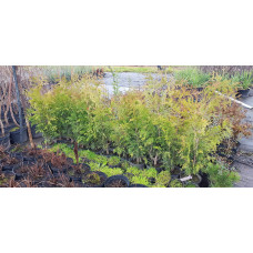 Туя складчаста Зебріна | Туя складчатая Зебрина | Thuja plicata Zebrina