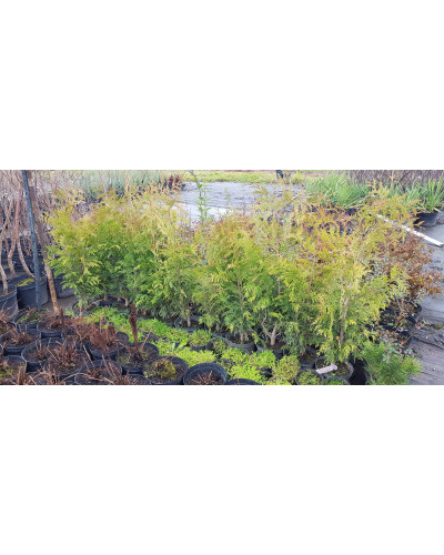 Туя складчаста Зебріна | Туя складчатая Зебрина | Thuja plicata Zebrina