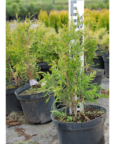 Туя складчаста Зебріна | Туя складчатая Зебрина | Thuja plicata Zebrina