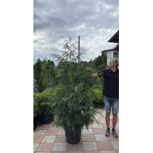 Туя складчаста Зебріна | Туя складчатая Зебрина | Thuja plicata Zebrina
