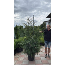 Туя складчаста Зебріна | Туя складчатая Зебрина | Thuja plicata Zebrina
