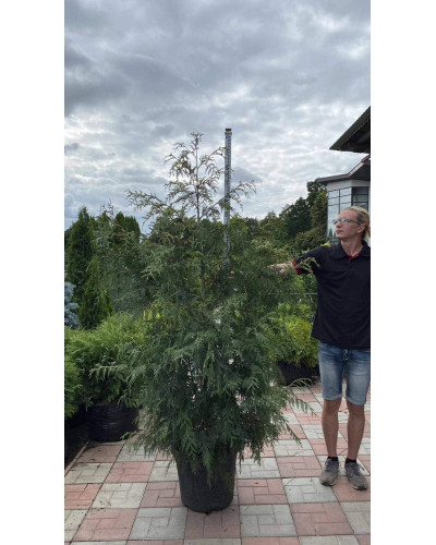 Туя складчаста Зебріна | Туя складчатая Зебрина | Thuja plicata Zebrina