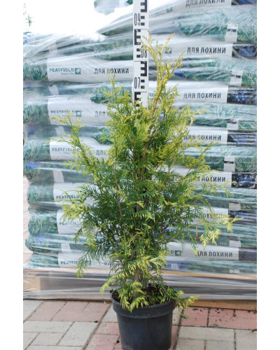 Туя складчаста Зебріна | Туя складчатая Зебрина | Thuja plicata Zebrina