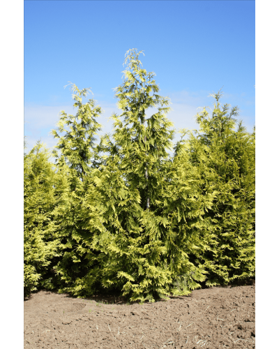 Туя складчаста Зебріна | Туя складчатая Зебрина | Thuja plicata Zebrina