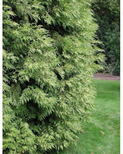 Туя складчаста Зебріна | Туя складчатая Зебрина | Thuja plicata Zebrina