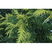 Туя складчаста Зебріна | Туя складчатая Зебрина | Thuja plicata Zebrina