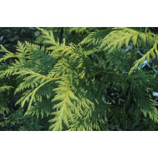 Туя складчаста Зебріна | Туя складчатая Зебрина | Thuja plicata Zebrina