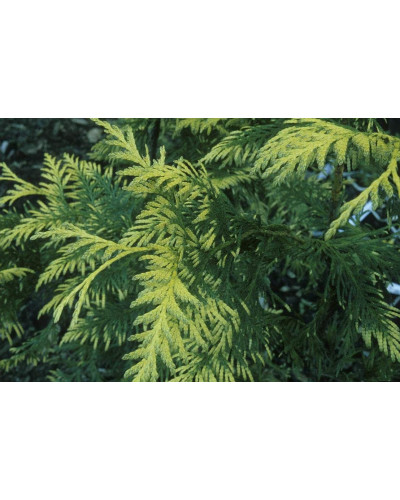 Туя складчаста Зебріна | Туя складчатая Зебрина | Thuja plicata Zebrina