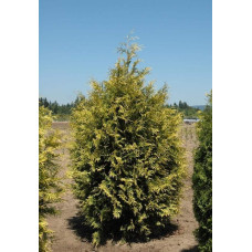 Туя складчаста Зебріна | Туя складчатая Зебрина | Thuja plicata Zebrina