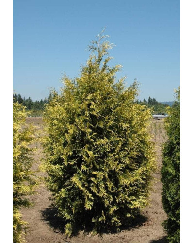 Туя складчаста Зебріна | Туя складчатая Зебрина | Thuja plicata Zebrina