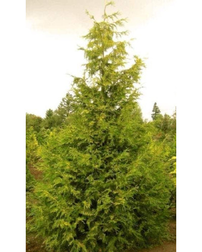 Туя складчаста Зебріна | Туя складчатая Зебрина | Thuja plicata Zebrina