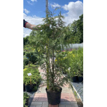 Туя складчаста Зебріна | Туя складчатая Зебрина | Thuja plicata Zebrina