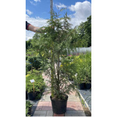 Туя складчаста Зебріна | Туя складчатая Зебрина | Thuja plicata Zebrina