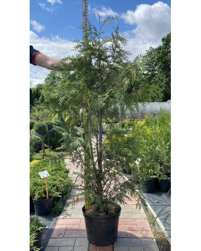 Туя складчаста Зебріна | Туя складчатая Зебрина | Thuja plicata Zebrina