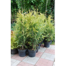 Туя складчаста Зебріна | Туя складчатая Зебрина | Thuja plicata Zebrina