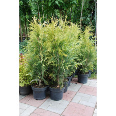 Туя складчаста Зебріна | Туя складчатая Зебрина | Thuja plicata Zebrina