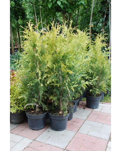Туя складчаста Зебріна | Туя складчатая Зебрина | Thuja plicata Zebrina