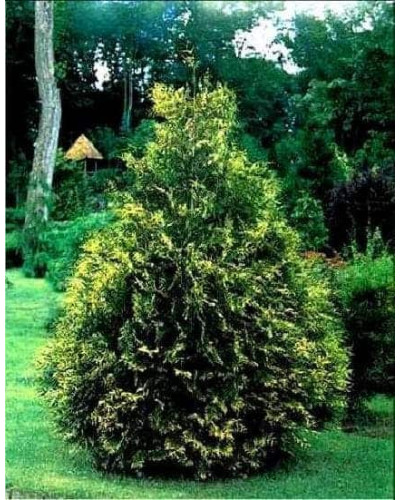 Туя складчаста Зебріна | Туя складчатая Зебрина | Thuja plicata Zebrina