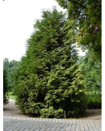 Туя складчаста Зебріна | Туя складчатая Зебрина | Thuja plicata Zebrina