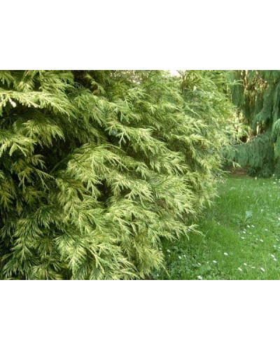Туя складчаста Зебріна | Туя складчатая Зебрина | Thuja plicata Zebrina