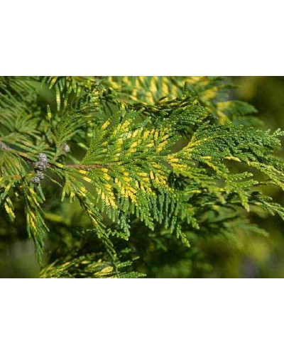Туя складчаста Зебріна | Туя складчатая Зебрина | Thuja plicata Zebrina