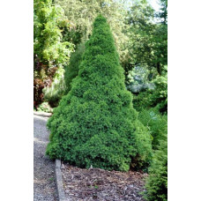 Ялина канадська Коніка | Picea glauca Conica | Ель канадская Коника