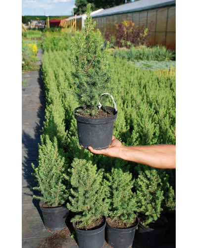 Ялина канадська Коніка | Picea glauca Conica | Ель канадская Коника