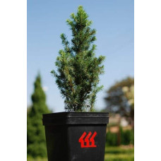 Ялина канадська Коніка | Picea glauca Conica | Ель канадская Коника