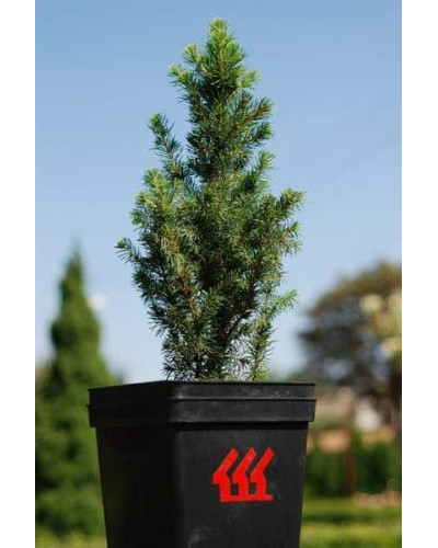 Ялина канадська Коніка | Picea glauca Conica | Ель канадская Коника
