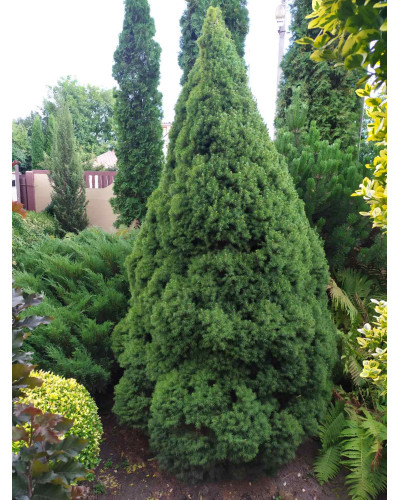 Ялина канадська Коніка | Picea glauca Conica | Ель канадская Коника