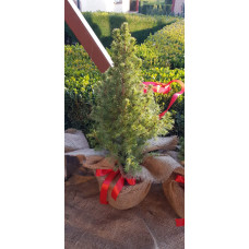 Ялина канадська Коніка | Picea glauca Conica | Ель канадская Коника