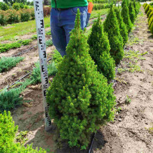 Ялина канадська Коніка | Picea glauca Conica | Ель канадская Коника