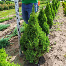 Ялина канадська Коніка | Picea glauca Conica | Ель канадская Коника