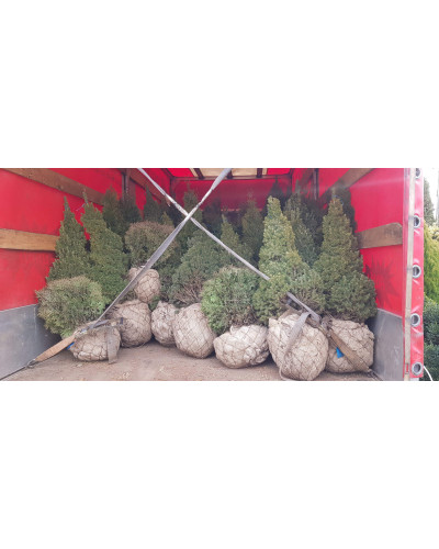 Ялина канадська Коніка | Picea glauca Conica | Ель канадская Коника