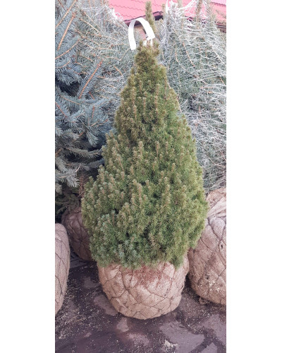 Ялина канадська Коніка | Picea glauca Conica | Ель канадская Коника