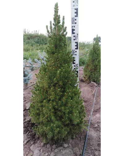 Ялина канадська Коніка | Picea glauca Conica | Ель канадская Коника